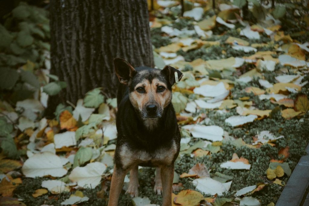 A stray dog stands among fallen autumn leaves in a park in Chisinau, Moldova.