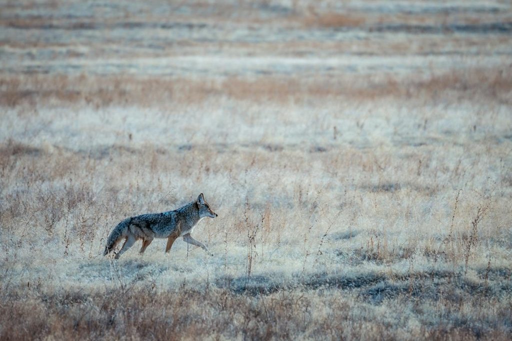 Wild gray coyote with fluffy tail walking alone on dry grassy meadow on autumn day