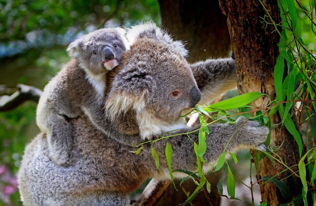 koalas, animals, wildlife, mammals, nature, koala bears, koala joey, mother, young, baby koala, marsupial, furry, fauna, wilderness