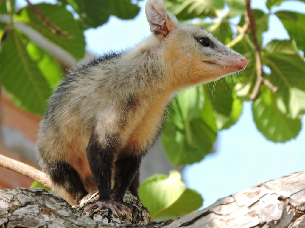 From below of cute opossum with black spots sitting on tree branch with green foliage in rural area on summer day