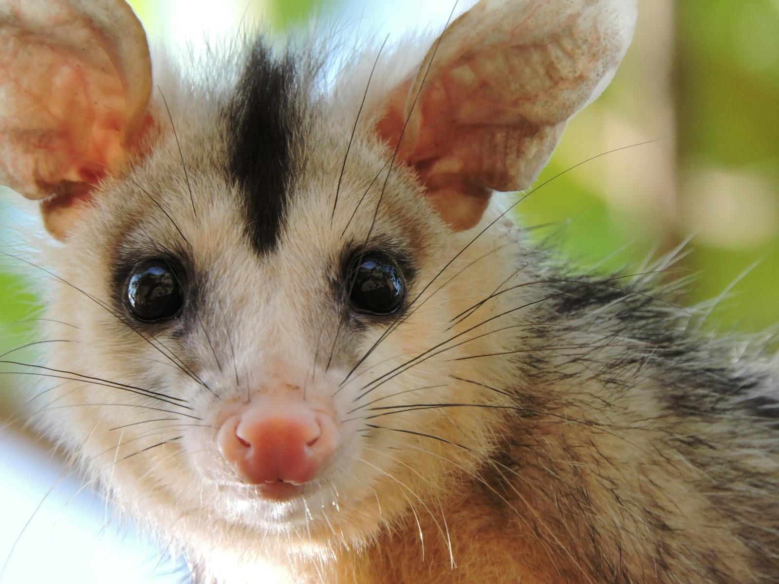 Adorable opossum with big ears long whiskers and black spots on fur sitting in countryside against blurred background on summer day