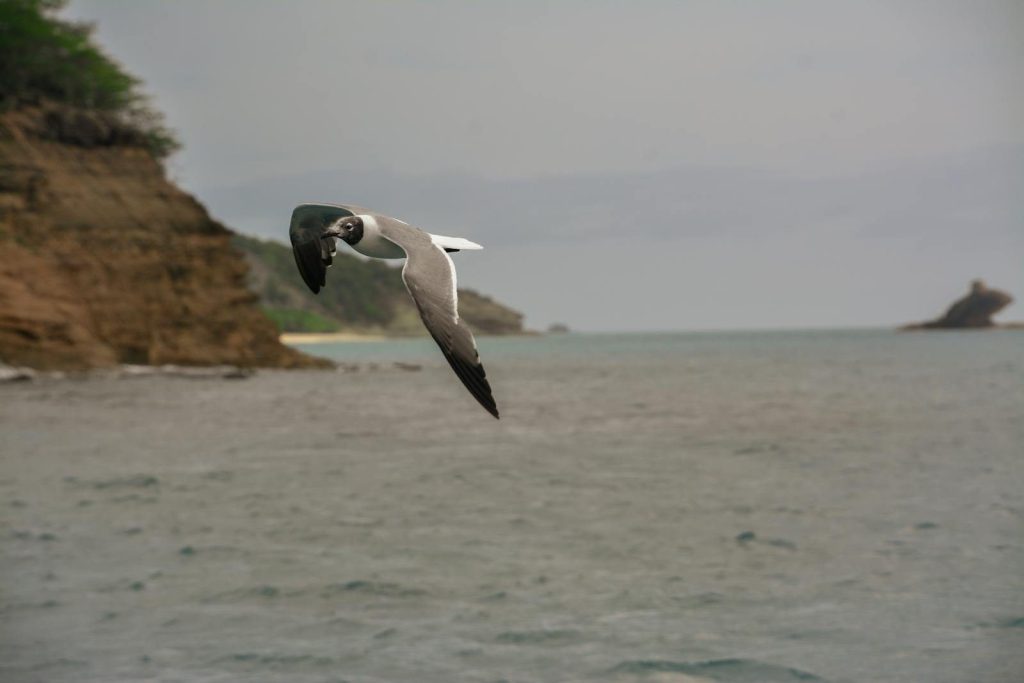 A seagull gracefully flies over the ocean with cliffs in the background, capturing a serene coastal scene.