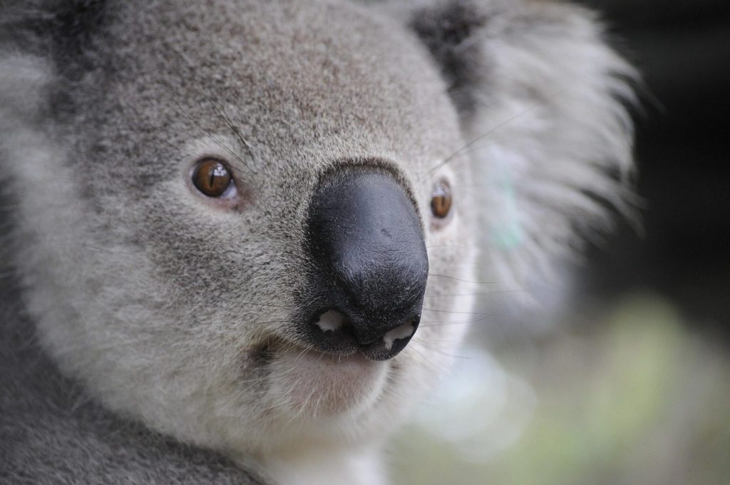 koala, nature, animals, legs, australia, puppy, koala, koala, koala, koala, koala, australia, australia