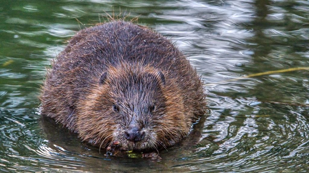 beaver, rodent, animal, eurasian beaver, european beaver, castor, wildlife, herbivore, mammal, water, nature, beaver, beaver, beaver, beaver, beaver, eurasian beaver, castor