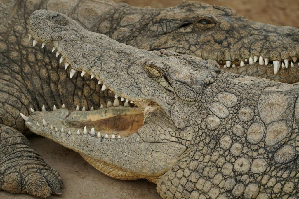 Dramatic close-up of crocodiles showing sharp teeth and scaly skin outdoors.