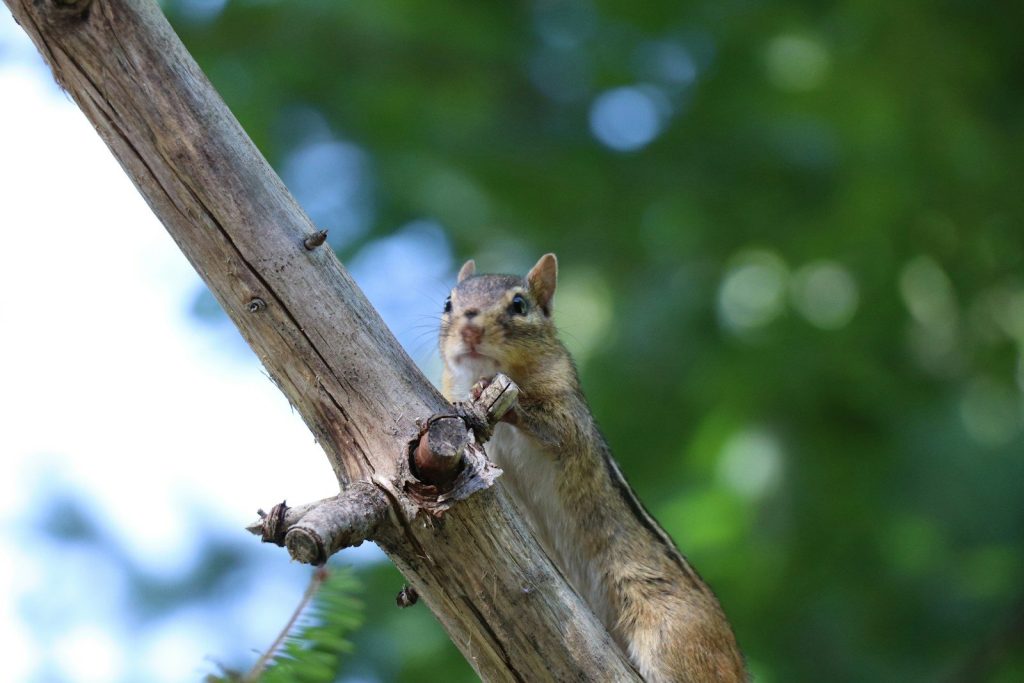 A squirrel sitting on top of a tree branch