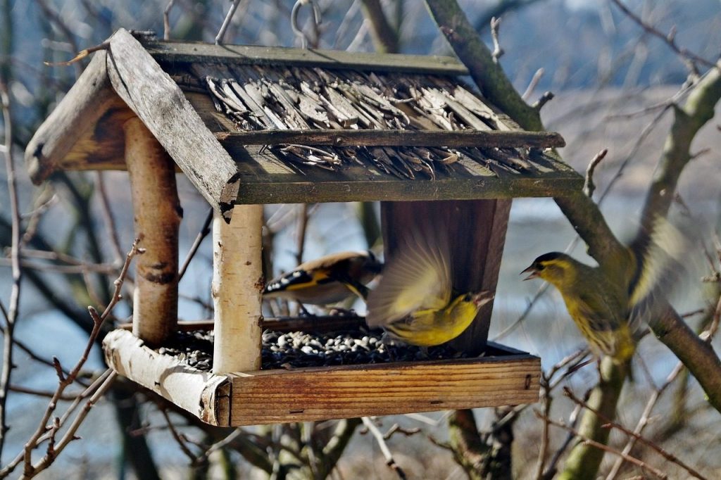 birds, feeder, nature, bird feeder, skirmish