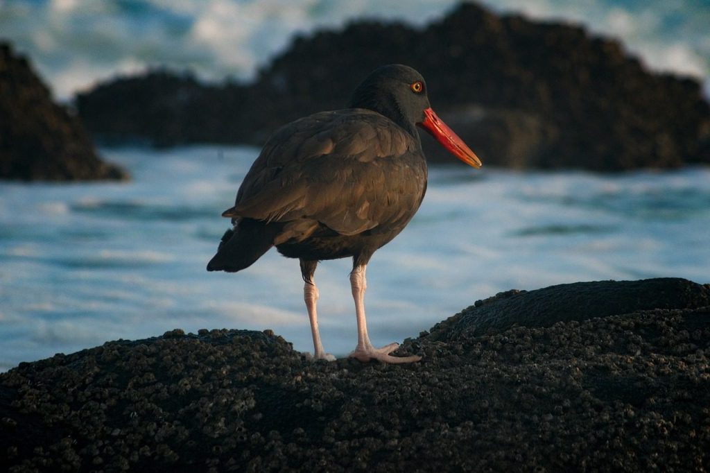 blackish oystercatcher, bird, animal, oystercatcher, wader, wildlife, plumage, beak, beach, sea, nature, birdwatching, bird, bird, bird, oystercatcher, oystercatcher, oystercatcher, wader, beach, beach, beach, beach, nature, nature, nature, nature, nature