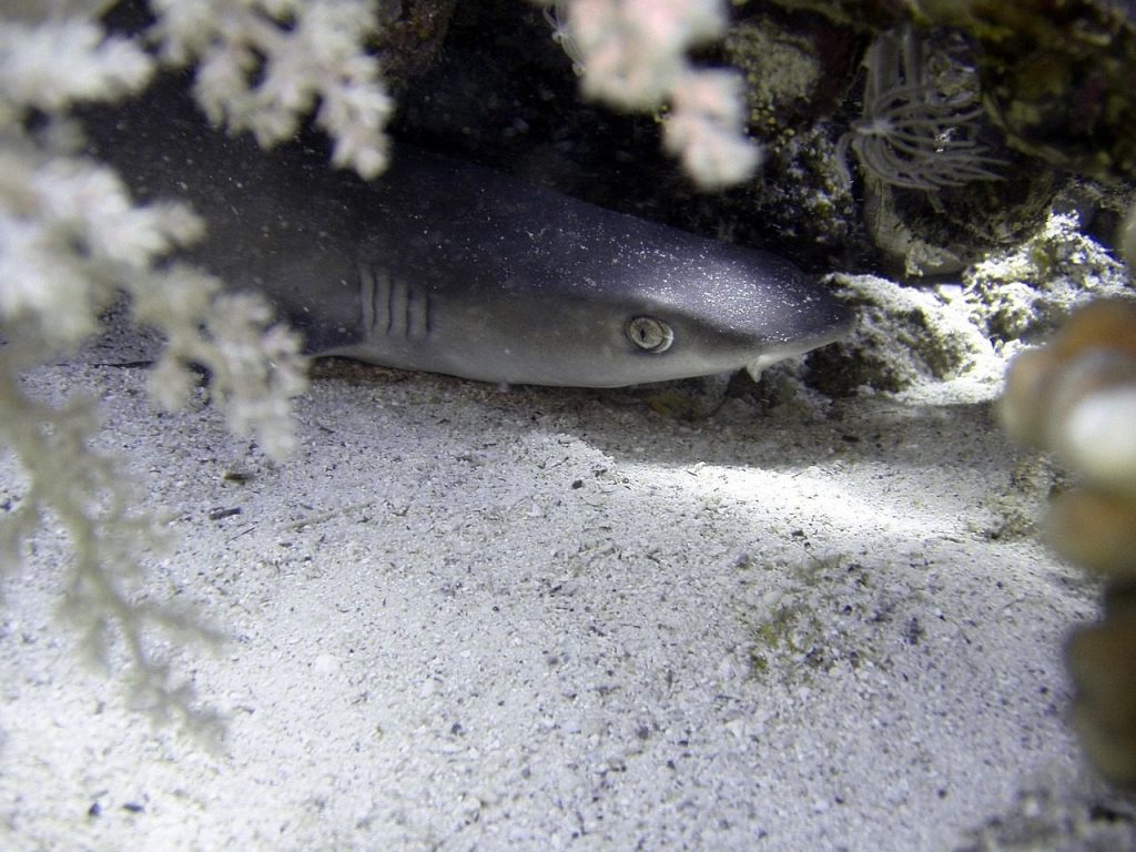 shark, nature, whitetip reef shark, reef shark, fish, underwater, water, dive, sea animal, sea creatures