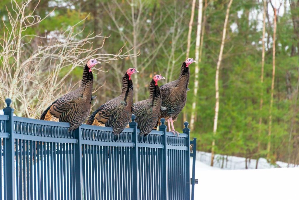 Four wild turkeys perched on a metal fence in a snowy forest setting during winter in Southborough, MA.
