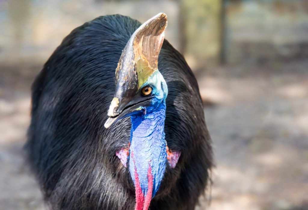 bird, southern cassowary, ornithology, species, fauna, wildlife, animal, nature, wild