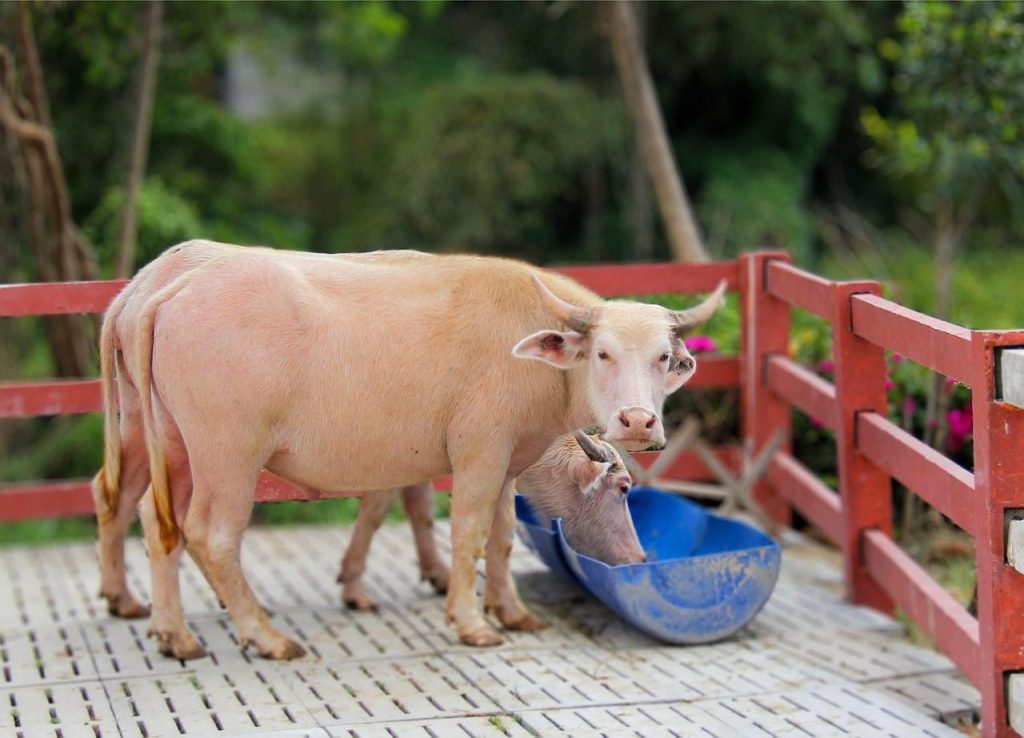 buffalo, albino buffalo, animal, farm, farm animal, nature, livestock