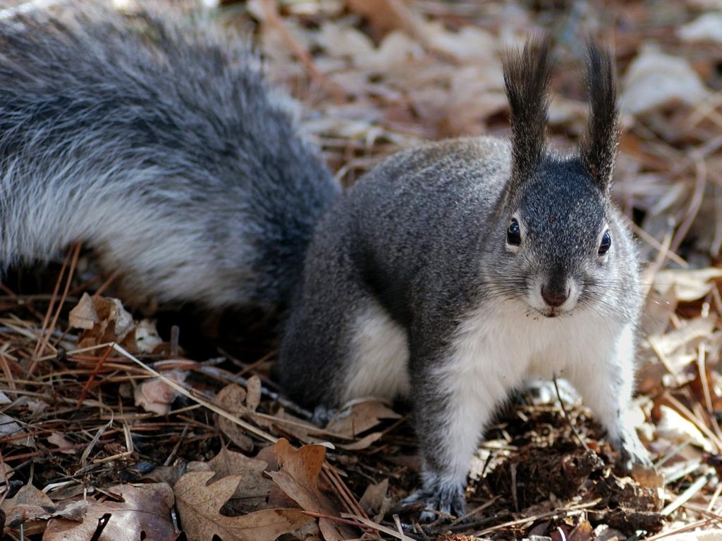 Abert's squirrel captured amongst dry leaves, showcasing distinct tassel ears.