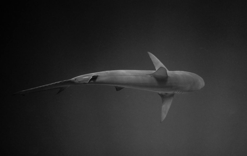 Top view black and white wild shark swimming in dark sea in natural environment