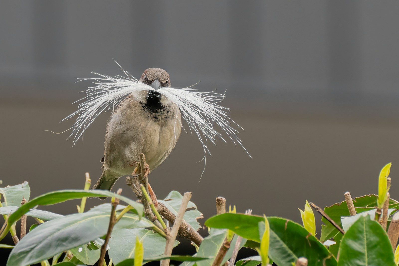 a bird with white feathers sitting on a branch
