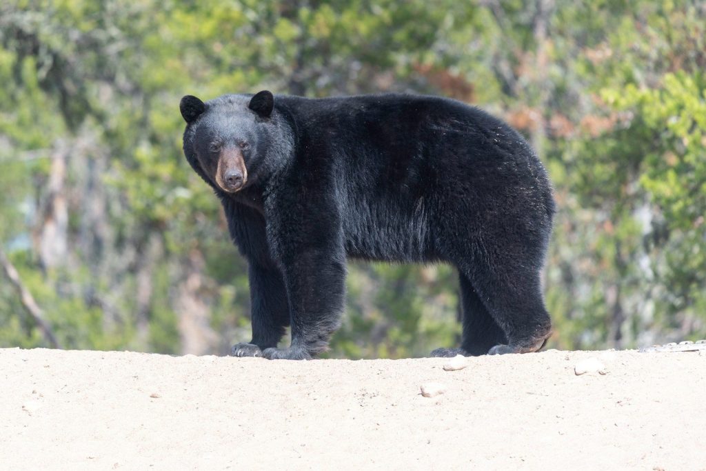 a large black bear standing on top of a sandy hill
