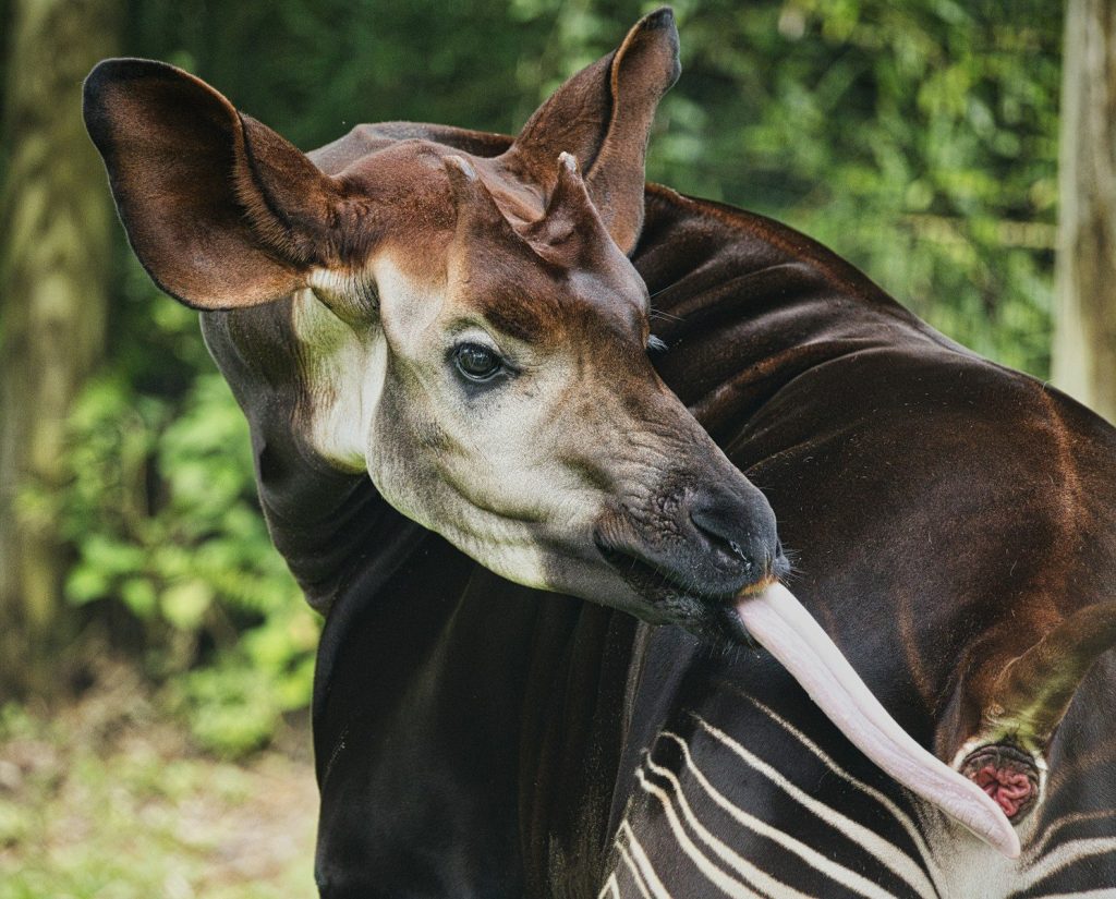 Okapi licking its own eye with its long tongue