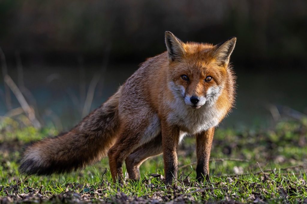 fox, red fox, vulpine, wildlife, fauna, wild, predator, fur, animal, nature, fox, fox, fox, fox, fox, red fox