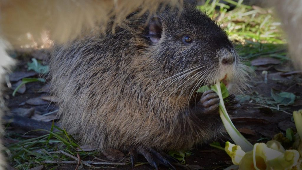 otter, rodent, river, animal, nature, wildlife