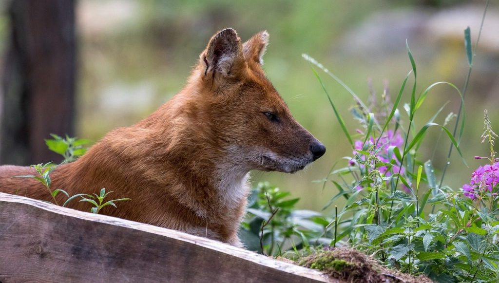mountain wolf, nature, dhole, asiatic wild dog, mammalian, animal, ranua zoo, finland, ranua wildlife park