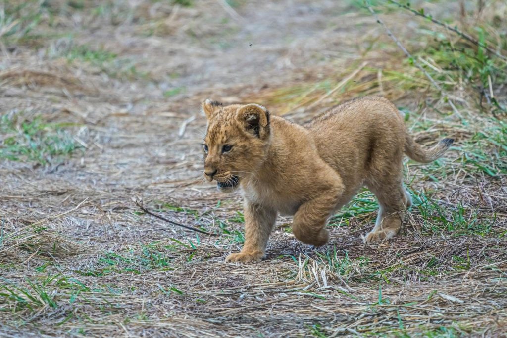 Adorable lion cub frolicking in the grasslands of Nakuru, Kenya.