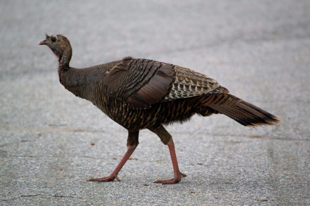 bird, wild, turkey, nature