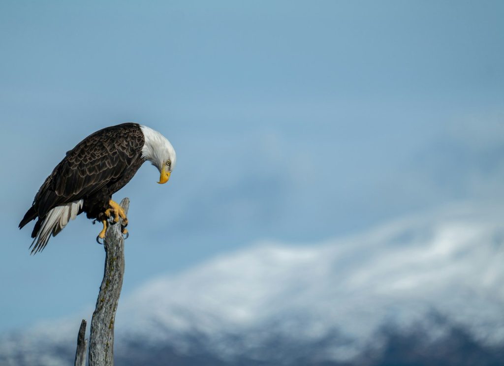An eagle surveys its surroundings from its perch.