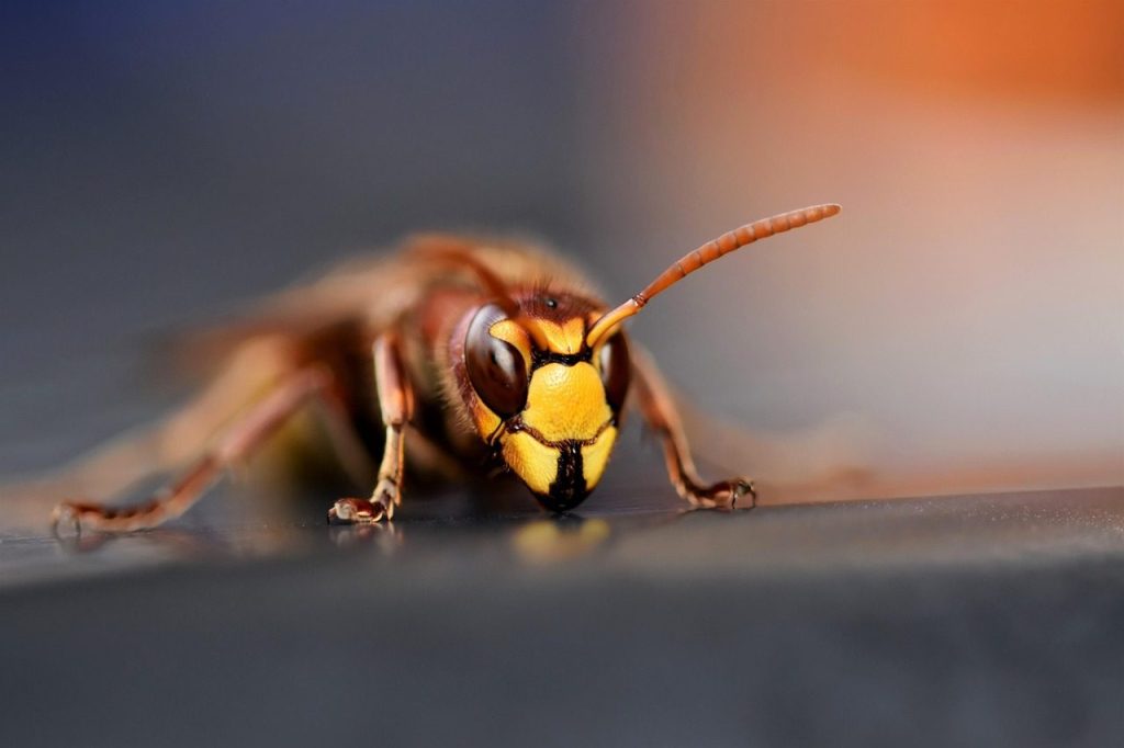 european hornet, hornet, insect, macro, wasp, close up, entomology, hornet, wasp, wasp, wasp, wasp, wasp