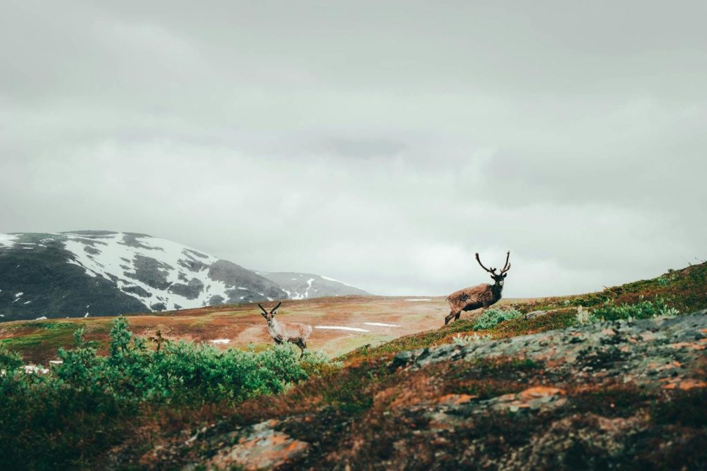 Scenic view of reindeers grazing in the Swedish mountains under a cloudy sky.