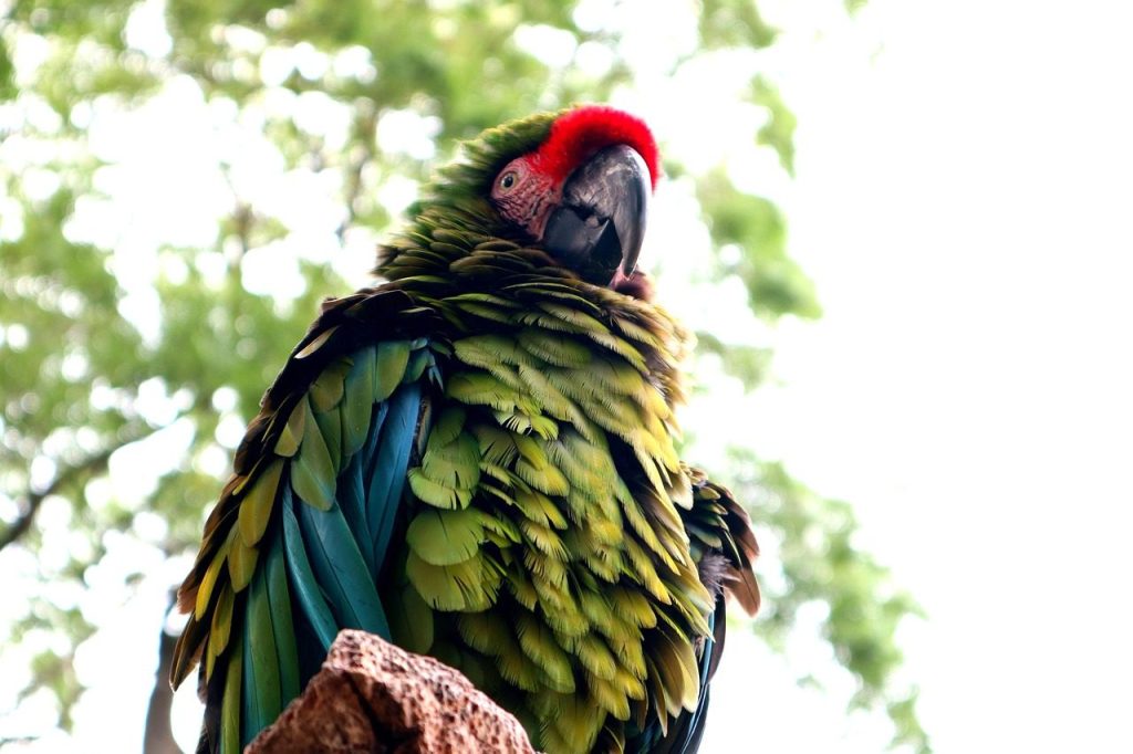 macaw, green, blue, red, nature, great green macaw, bird, parrot