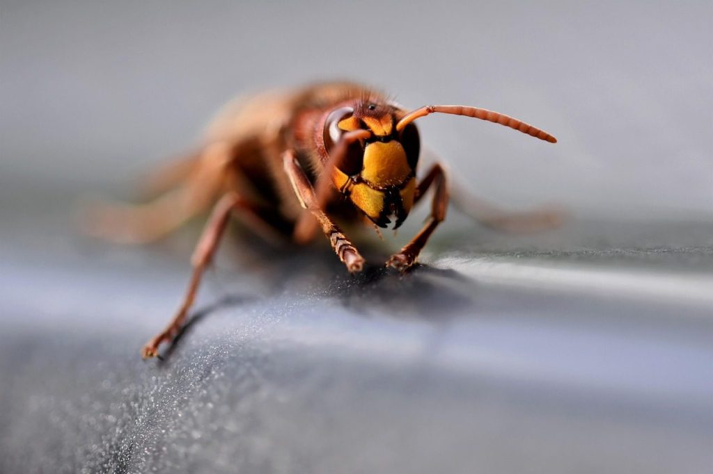 european hornet, hornet, insect, macro, wasp, close up, entomology, hornet, hornet, hornet, hornet, hornet, wasp, wasp, wasp