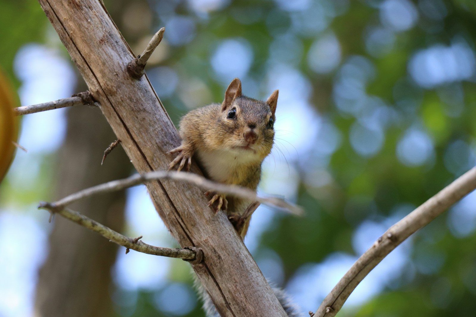 A squirrel sitting on a tree branch next to an orange
