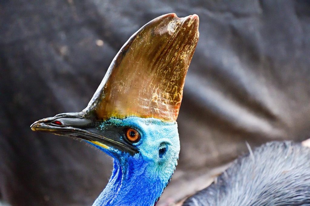 southern cassowary, bird, threatened species, cassowary, wildlife, nature, animal, beak, wild, head, feathers, crest, eye, horn, casuarius casuarius, double-wattled cassowary, australian cassowary, mossman gorges, australia, southern cassowary, wild, australia, australia, australia, australia, australia
