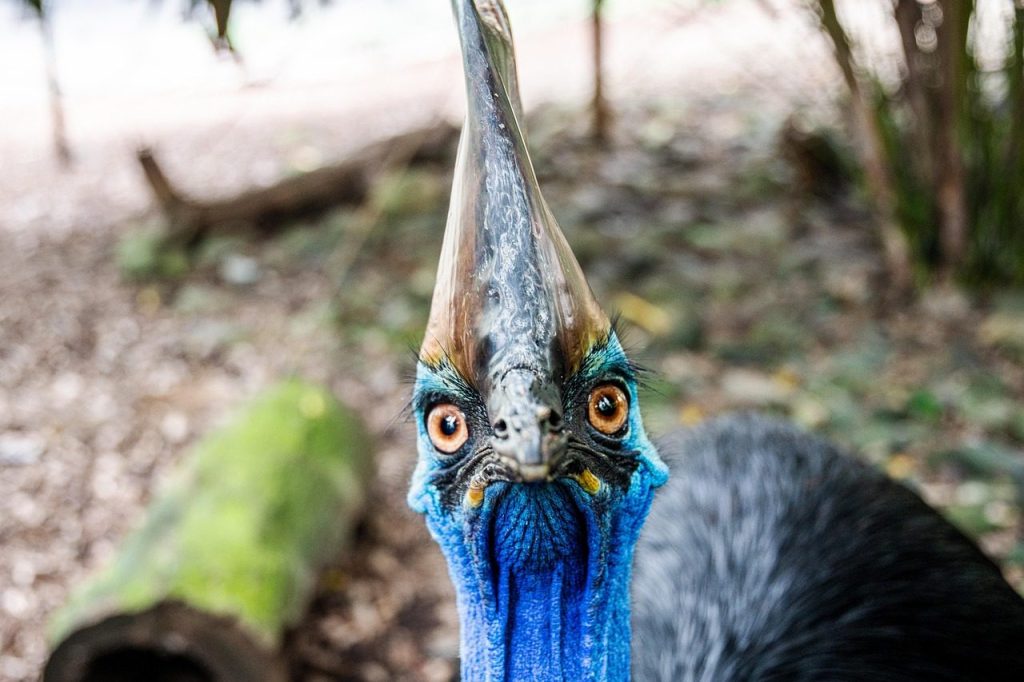 bird, southern cassowary, cassowary, wildlife, threatened species, nature, animal, beak, wild, head, feathers, crest, eye, horn, casuarius casuarius, double-wattled cassowary, australian cassowary, mossman gorges, australia, southern cassowary, cassowary, cassowary, australia, australia, australia, australia, australia