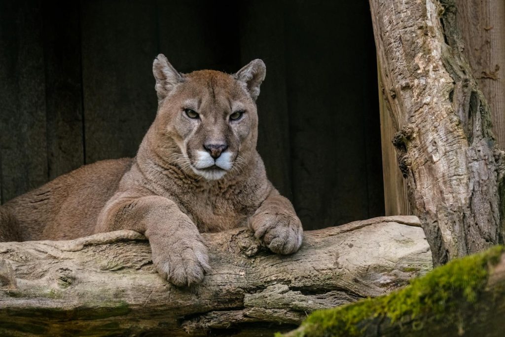 Close-up of a majestic cougar resting on a log in its natural habitat.
