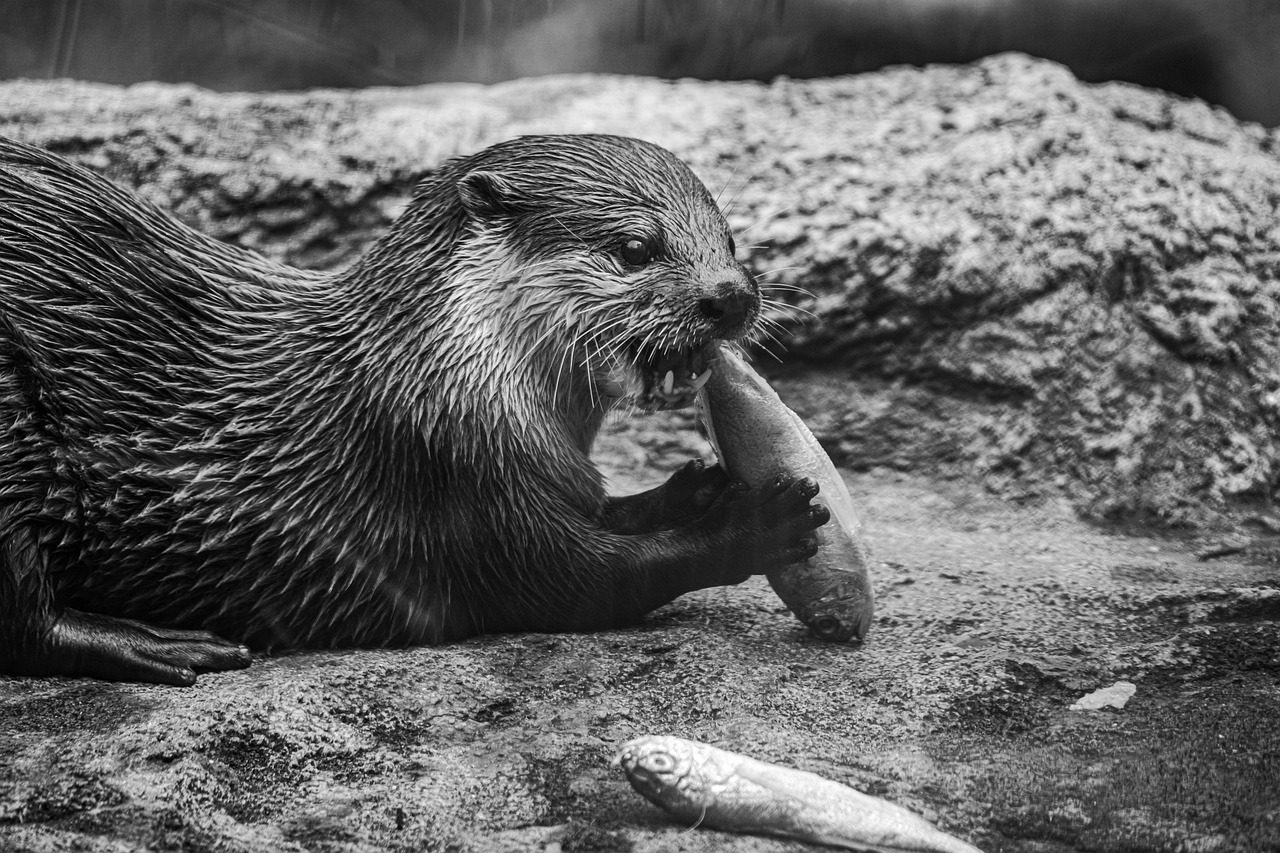 otter, eat, nature, black and white, animal
