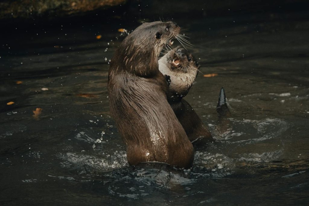 Two lively otters engaging playfully in a pool, splashing and interacting.