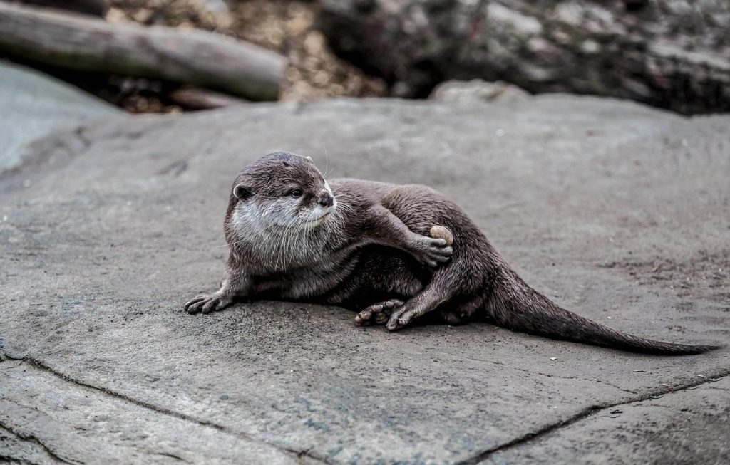 otter, nature, stone, mammal, wildlife, animal, water, playful, zoo