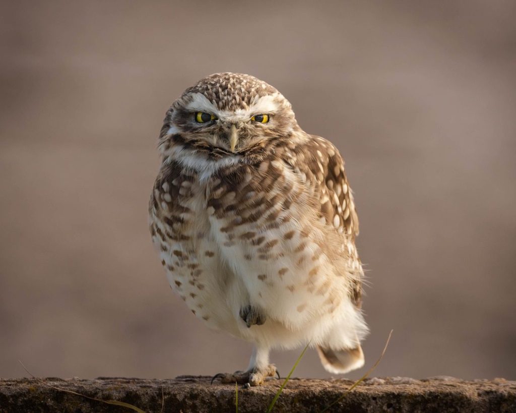 owl, burrowing owl, wild birds, athena cunicularia, wildlife, bird watching, pens, ornithology, owl, owl, owl, owl, owl