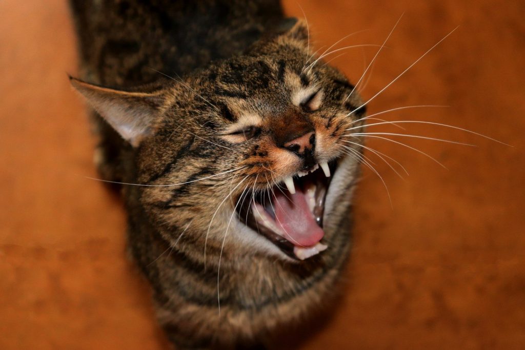 A cat with its mouth open and it's mouth wide open