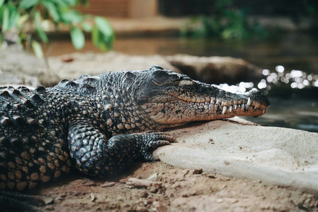 A large alligator laying on the ground next to a body of water