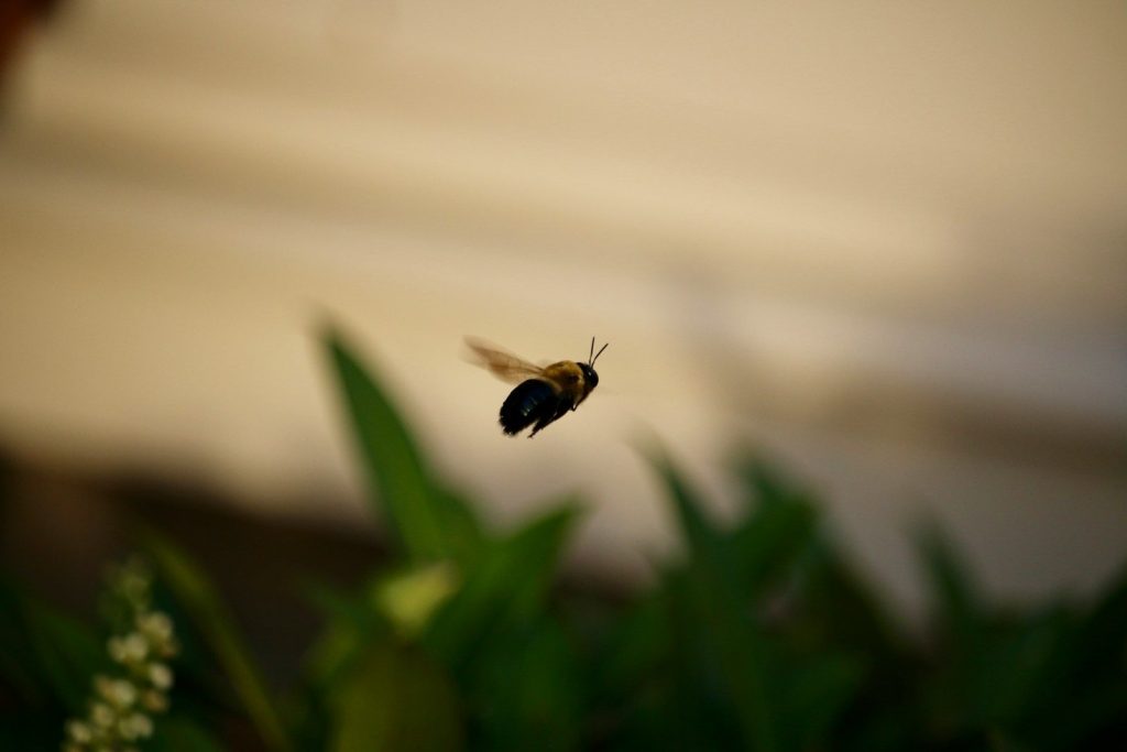 A bee flying near green leaves