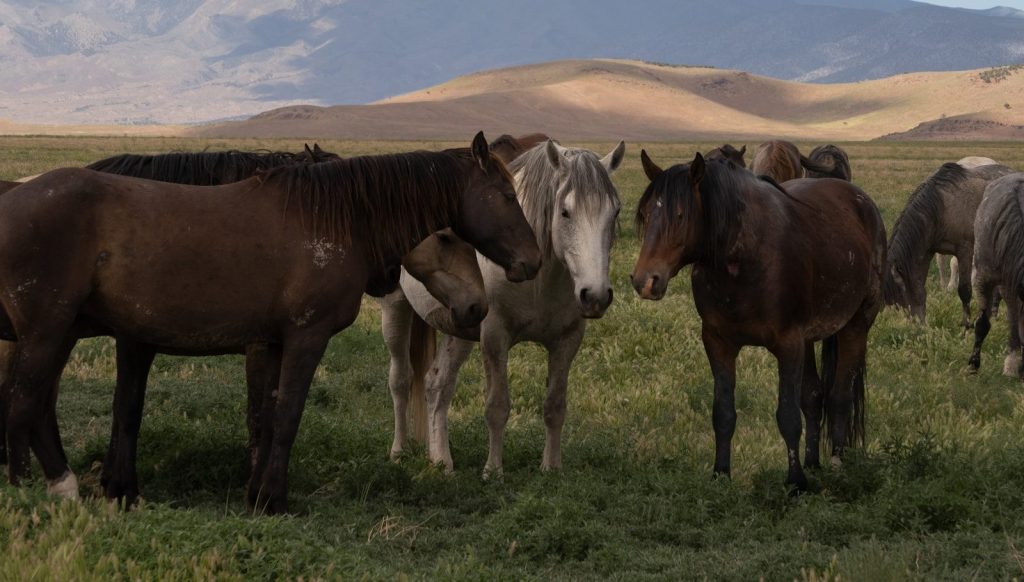 a herd of horses standing on top of a lush green field