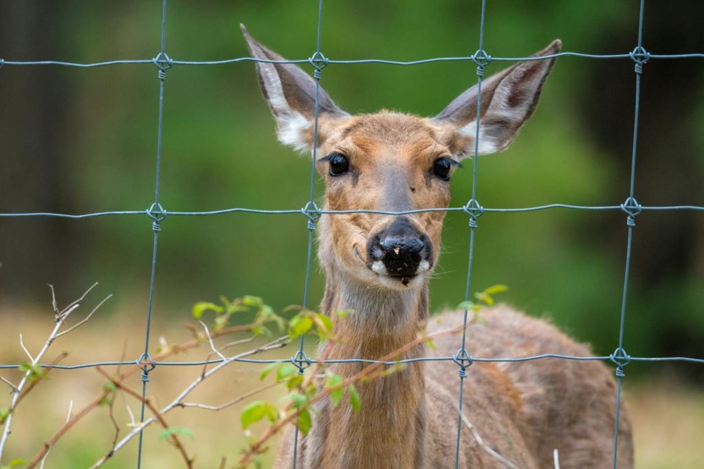 Close-up of a curious young deer behind a wire fence in a natural setting.