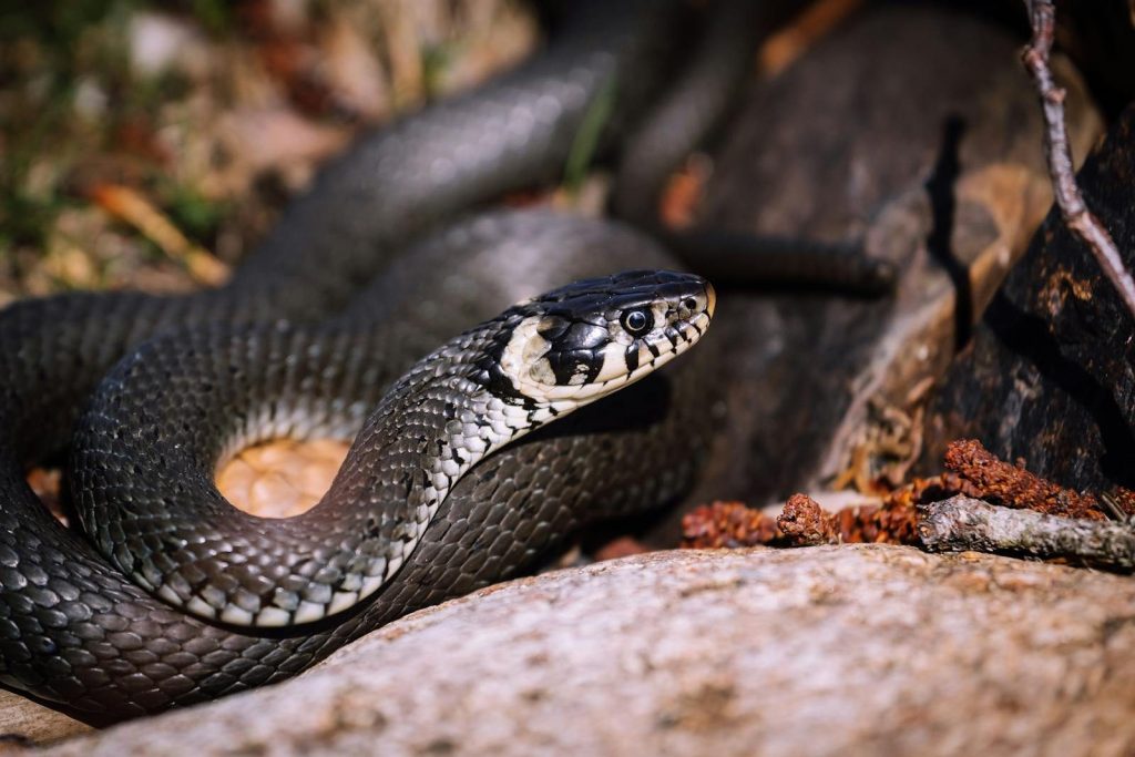 A close-up of a coiled black snake resting on rocks in a natural outdoor setting.