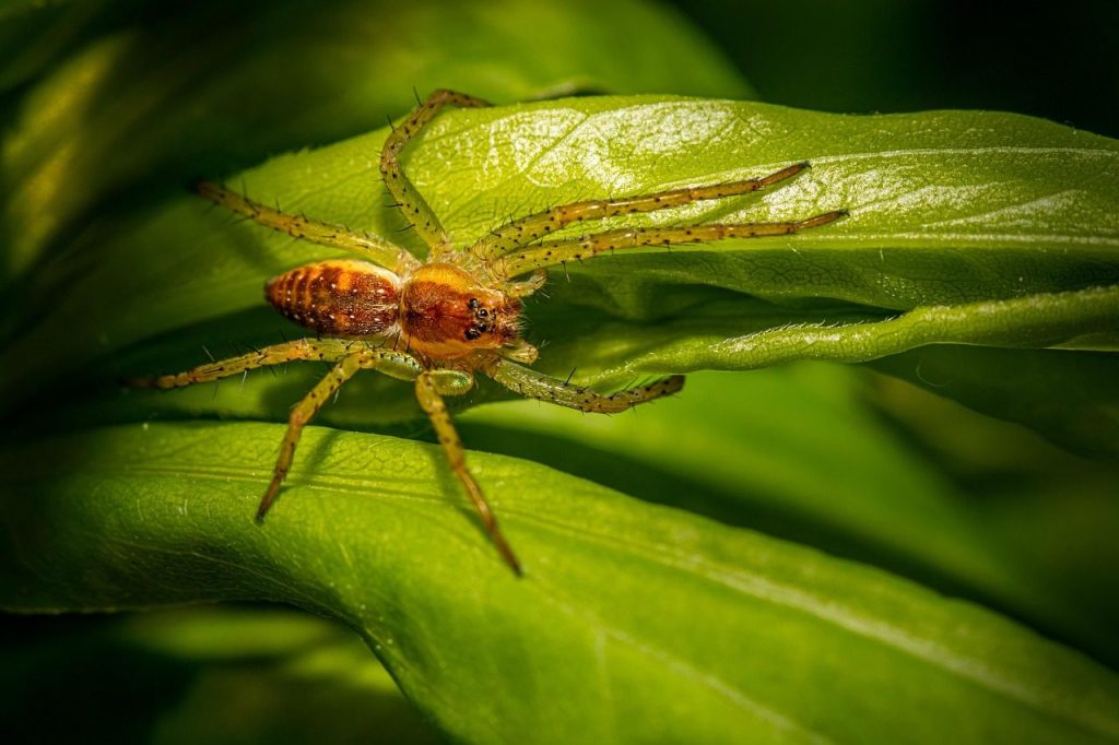 spider, animal, tiny, pest, nature, bug, wildlife, outdoor