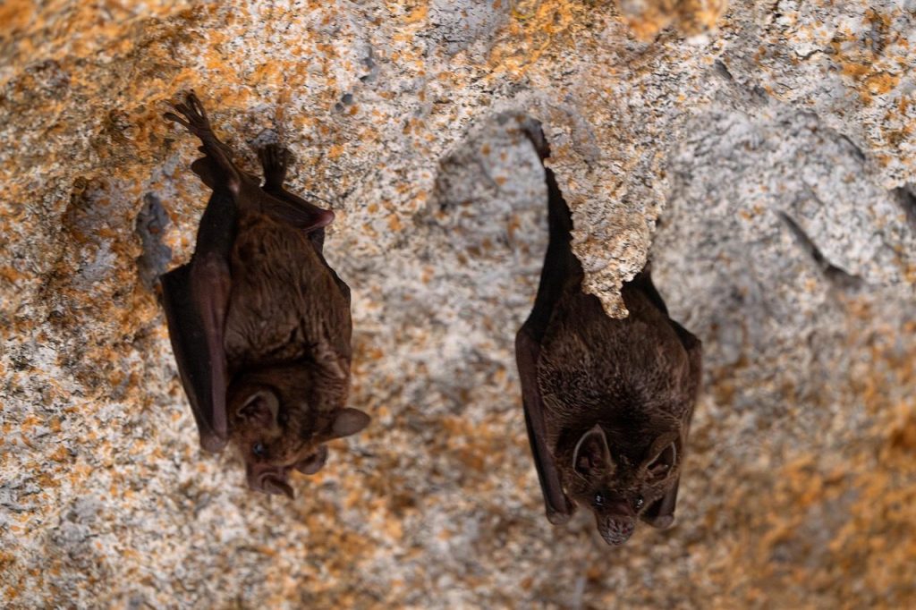 bat, mammals, animals, cave, wings, wildlife, nature