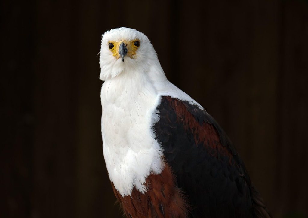 bird, nature, bald eagle, eagle, feathers, wings, wild animal, heraldic animal