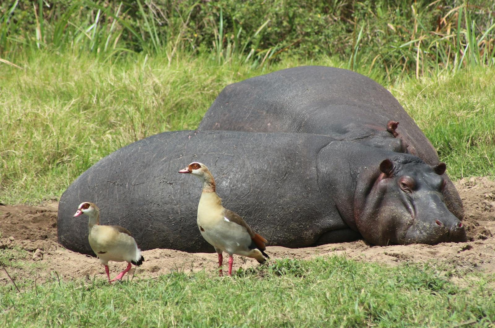 A hippopotamus relaxing with Egyptian geese in Nakuru County, Kenya's grassy landscape.