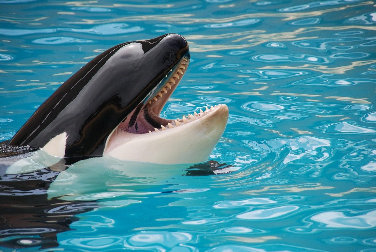 loro park, orca, nature, fish